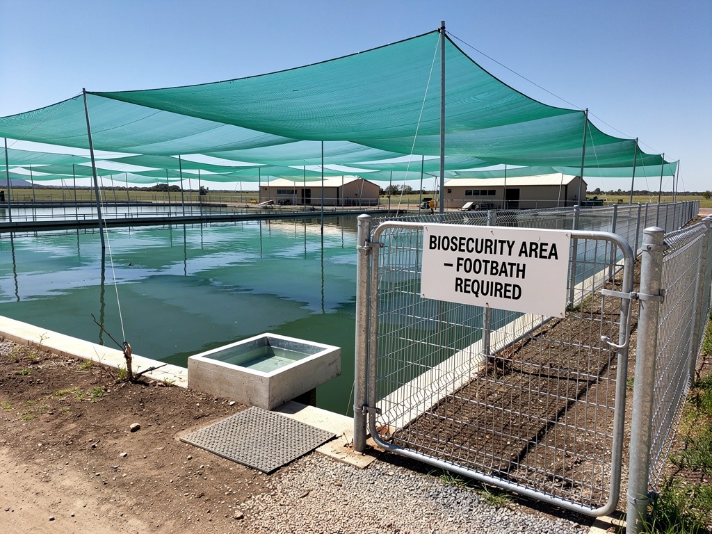 Biosecurity measures at a shrimp farm: netting, fence and disinfectant dip