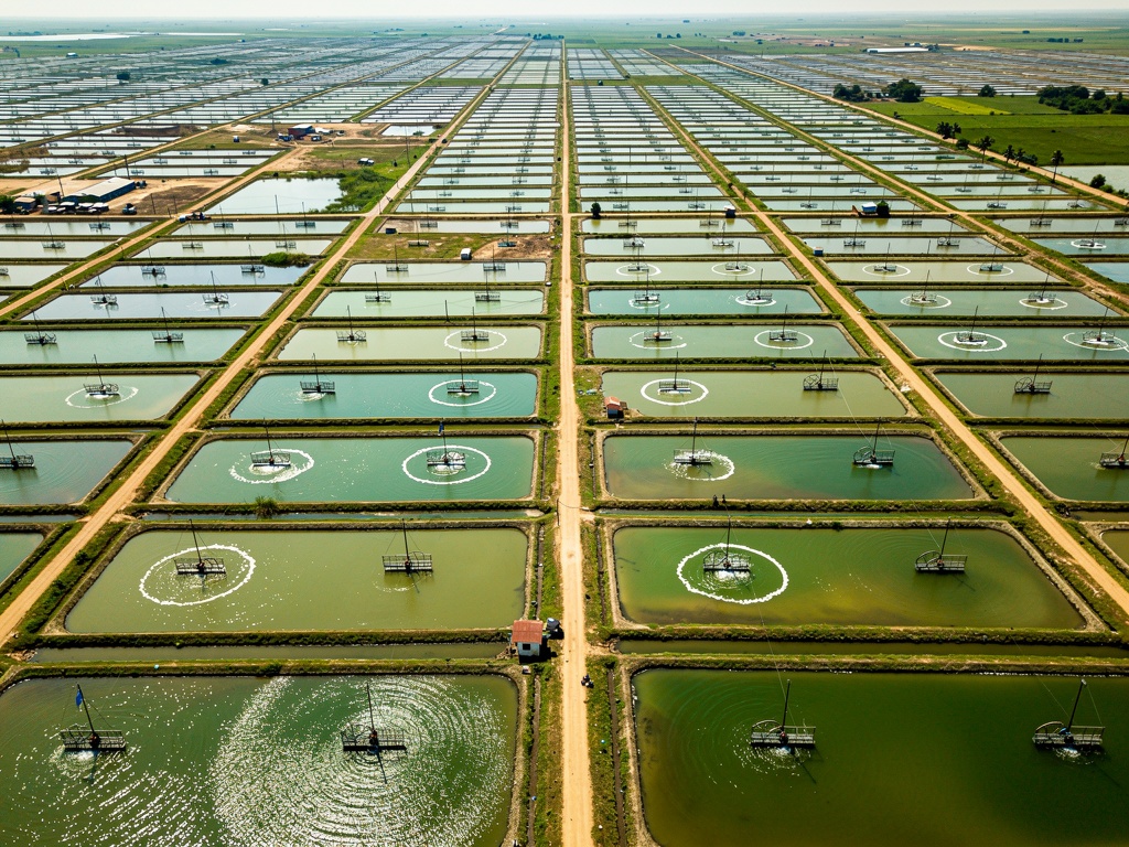 Shrimp ponds in the Krishna-Godavari delta, Andhra Pradesh