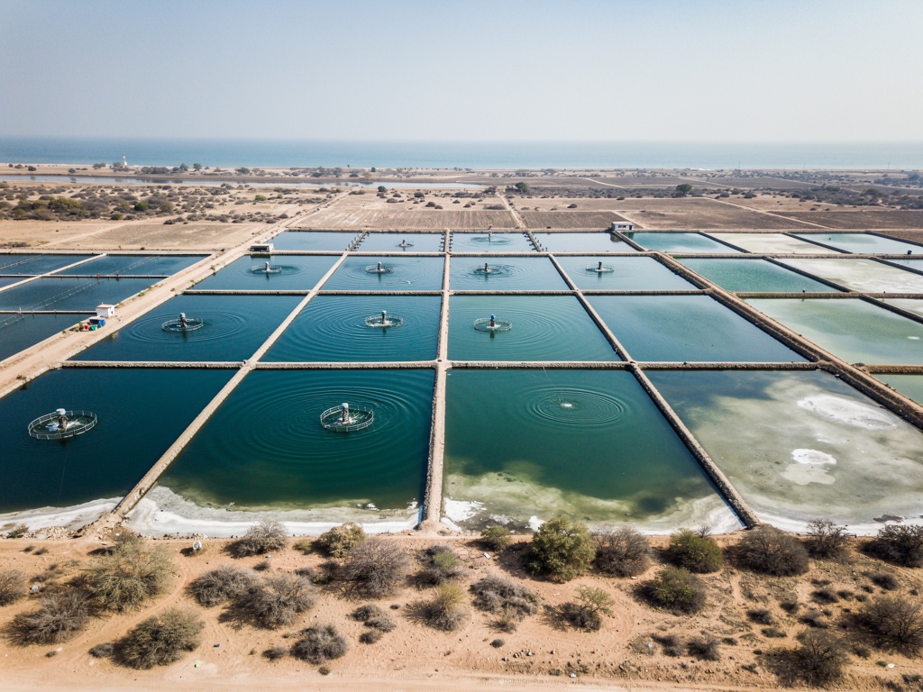 Shrimp ponds on the Gujarat coast