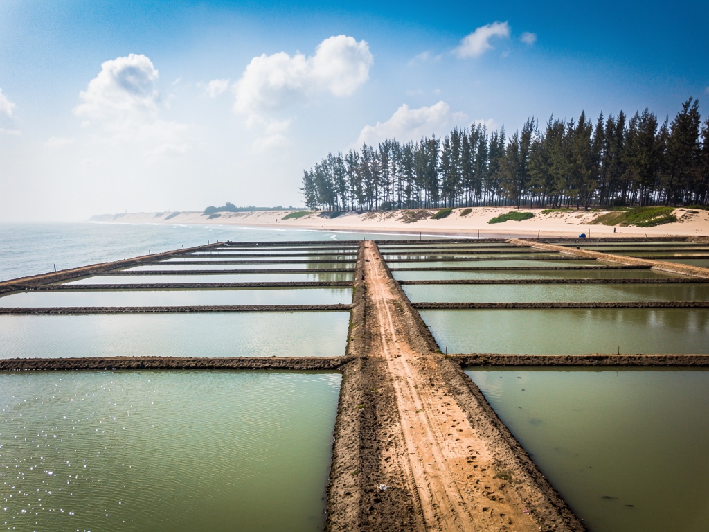 Coastal shrimp ponds in Odisha