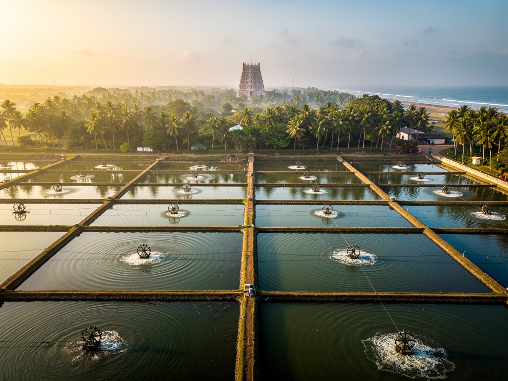 Shrimp ponds in coastal Tamil Nadu