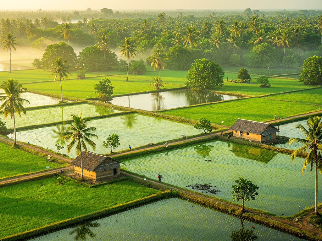 Shrimp ponds near the Sundarbans, West Bengal