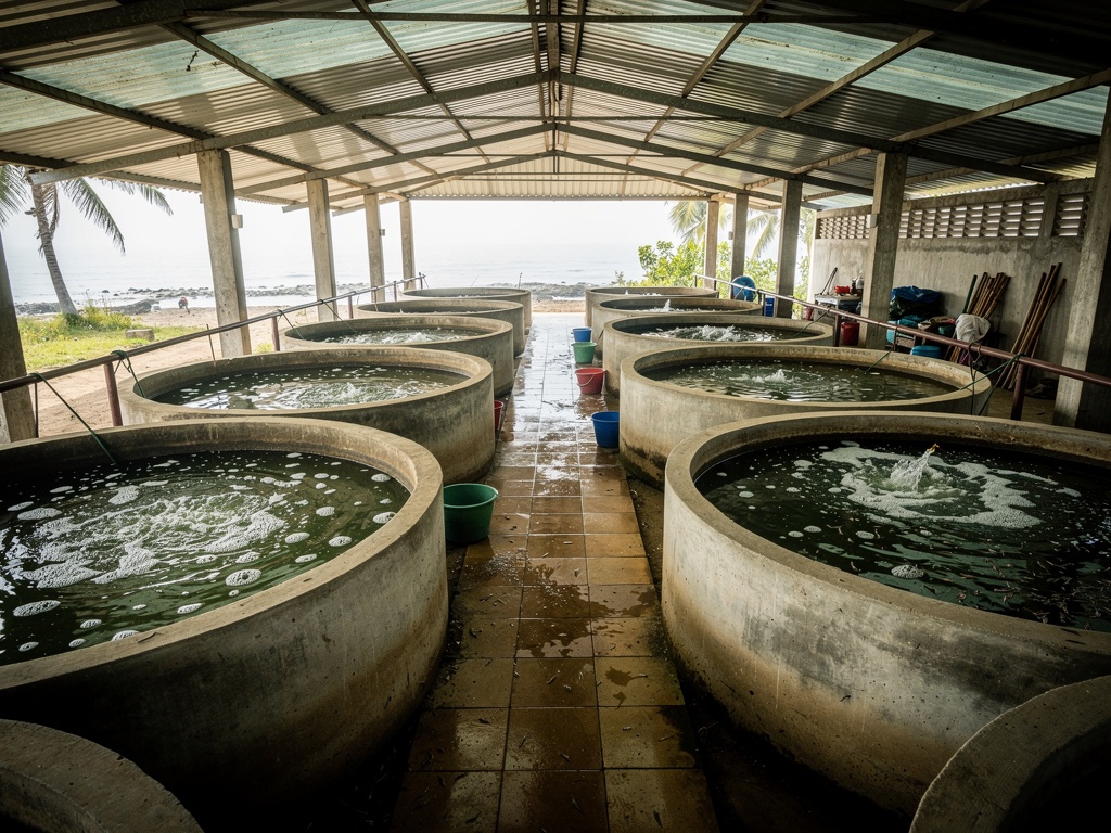 Shrimp hatchery nursery tanks with aeration