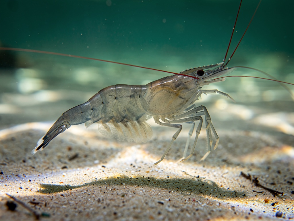 Pacific white shrimp (Litopenaeus vannamei) swimming in clear water